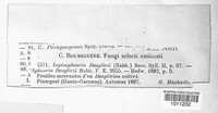 Leptosphaeria dasylirii image